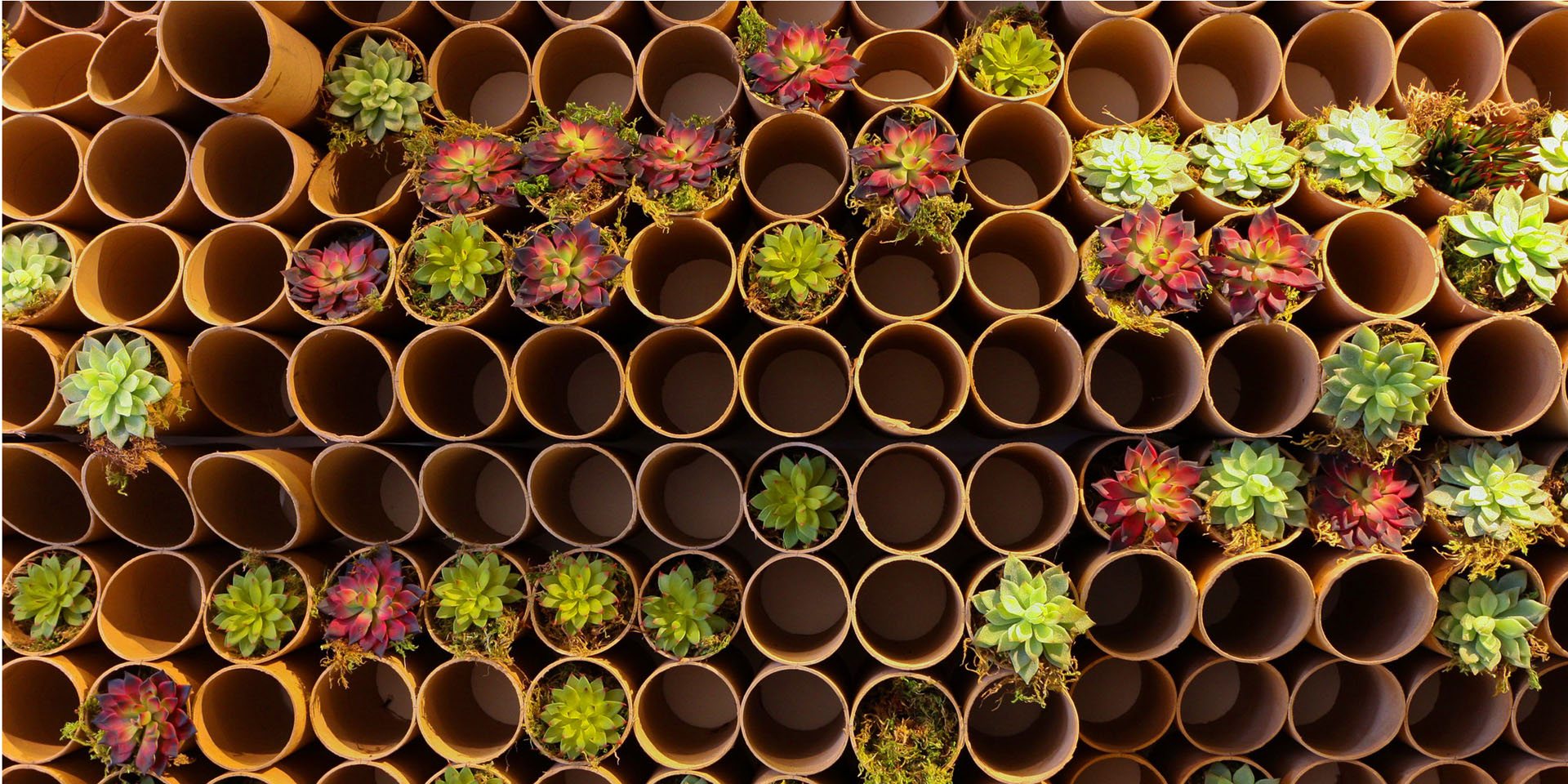 tube flowers